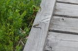 babayLizard