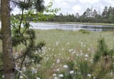 smallAlpineSwamp