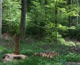 woodTrainingSmall