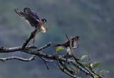 IMG_4782_Original