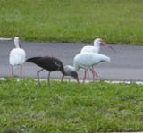 ibis
