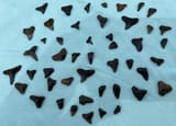 Shark teeth_Venice Beach_Sept 2024