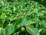 Cornus kousa