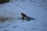 IMG_5605