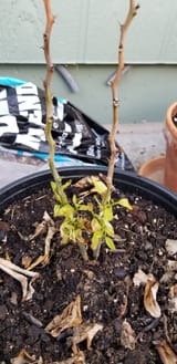 Resized_20250613_180443
