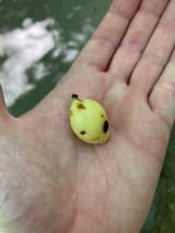 ripe mayapple 2