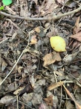 ripe mayapple 1