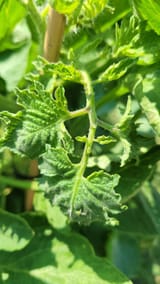 IMG_20250621_161507962