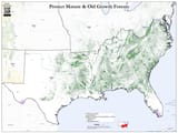 Mature-Old-Growth-Map-Region-08