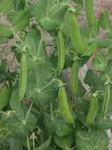 Pea