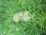 Green Milkweed Flower