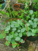 mysteryPlants