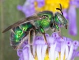WJPEG-Augochloropsis-metallica-NBC-91-fl