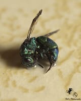 cuckoo-wasp
