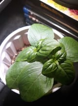 basil