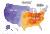 fireflies-lightningbugs
