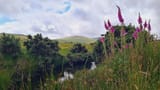 torstreamfoxgloves