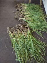 IMG_20250628_120514209