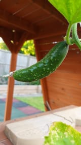 IMG-20250709-WA0004