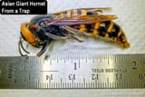 WSDA Sheri Hartman Collected from Trap