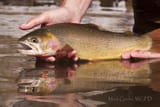 Native Snake River cutthroat permission to use by Mark Gocke at Wyoming game and fish