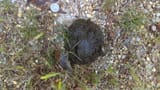Bear Scat