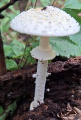 IMG_20250722_185019