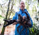 crayfish