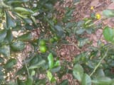 IMG_20250804_133113295