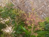 IMG_20250804_133418681