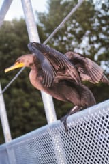 IMG_9266