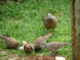 birbs