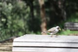 IMG_7226-