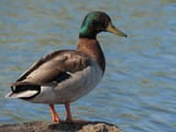 IMG_6553