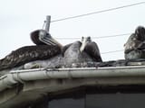 DSCF0007