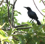 crow