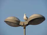 IMG_2461