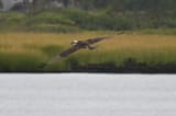 DSC_0939 (1)