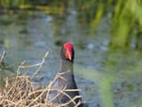 waterfowl3