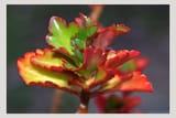 IMG_0046_v1LB
