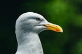 dublin gull