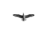 dublin gull 2