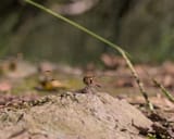_1404438