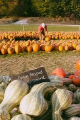 pumpkin patch (24 of 27)
