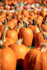 pumpkins