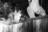 squirrelonwoodenfence