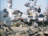 flock