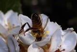 IMG_0008_v1