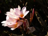 P1030195