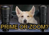 Doggo